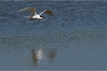 TEXEL HOLLANDE 17-05-26 07950   Photos ACG 2017