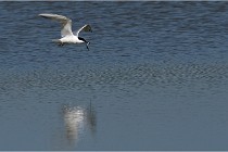 TEXEL HOLLANDE 17-05-26 07952   Photos ACG 2017