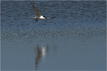 TEXEL HOLLANDE 17-05-26 07953   Photos ACG 2017
