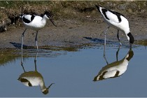 TEXEL HOLLANDE 17-05-26 07958   Photos ACG 2017