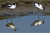 TEXEL HOLLANDE 17-05-26 07960   Photos ACG 2017