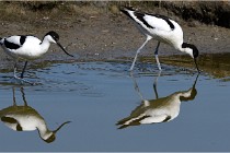 TEXEL HOLLANDE 17-05-26 07964   Photos ACG 2017