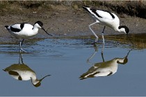 TEXEL HOLLANDE 17-05-26 07965   Photos ACG 2017