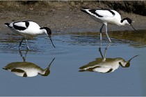 TEXEL HOLLANDE 17-05-26 07967   Photos ACG 2017
