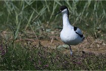 TEXEL HOLLANDE 17-05-26 07990   Photos ACG 2017