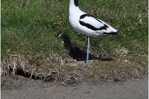 TEXEL HOLLANDE 17-05-26 07993   Photos ACG 2017