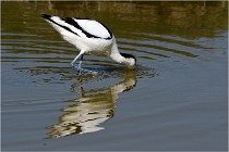 TEXEL HOLLANDE 17-05-26 08020   Photos ACG 2017