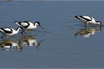 TEXEL HOLLANDE 17-05-26 08033   Photos ACG 2017