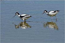 TEXEL HOLLANDE 17-05-26 08037   Photos ACG 2017