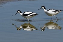 TEXEL HOLLANDE 17-05-26 08040   Photos ACG 2017