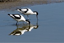 TEXEL HOLLANDE 17-05-26 08044   Photos ACG 2017