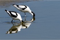 TEXEL HOLLANDE 17-05-26 08045   Photos ACG 2017
