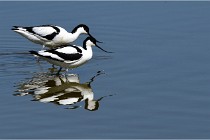 TEXEL HOLLANDE 17-05-26 08050   Photos ACG 2017