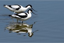 TEXEL HOLLANDE 17-05-26 08051   Photos ACG 2017