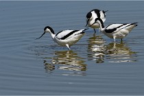 TEXEL HOLLANDE 17-05-26 08052   Photos ACG 2017