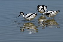 TEXEL HOLLANDE 17-05-26 08053   Photos ACG 2017