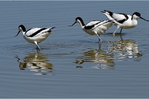 TEXEL HOLLANDE 17-05-26 08059   Photos ACG 2017