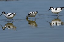 TEXEL HOLLANDE 17-05-26 08062   Photos ACG 2017