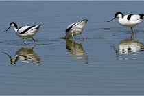 TEXEL HOLLANDE 17-05-26 08063   Photos ACG 2017