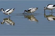 TEXEL HOLLANDE 17-05-26 08064   Photos ACG 2017