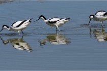 TEXEL HOLLANDE 17-05-26 08066   Photos ACG 2017