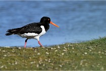 TEXEL HOLLANDE 17-05-27 03155   Photos ACG 2017