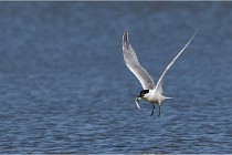 TEXEL HOLLANDE 17-05-27 03210   Photos ACG 2017