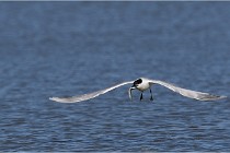 TEXEL HOLLANDE 17-05-27 03216   Photos ACG 2017
