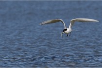 TEXEL HOLLANDE 17-05-27 03217   Photos ACG 2017