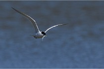 TEXEL HOLLANDE 17-05-27 03218   Photos ACG 2017
