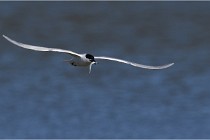 TEXEL HOLLANDE 17-05-27 03219   Photos ACG 2017