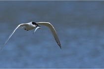 TEXEL HOLLANDE 17-05-27 03220   Photos ACG 2017