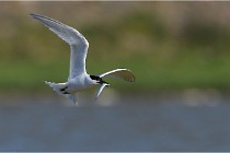 TEXEL HOLLANDE 17-05-27 03236   Photos ACG 2017