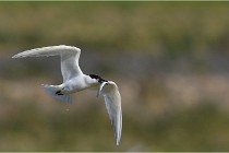 TEXEL HOLLANDE 17-05-27 03238   Photos ACG 2017