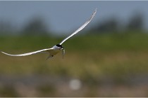 TEXEL HOLLANDE 17-05-27 03274   Photos ACG 2017