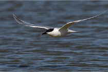 TEXEL HOLLANDE 17-05-27 03280   Photos ACG 2017