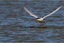 TEXEL HOLLANDE 17-05-27 03320   Photos ACG 2017