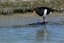 TEXEL HOLLANDE 17-05-27 03329   Photos ACG 2017