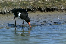 TEXEL HOLLANDE 17-05-27 03337   Photos ACG 2017