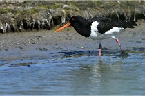 TEXEL HOLLANDE 17-05-27 03340   Photos ACG 2017