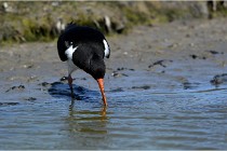TEXEL HOLLANDE 17-05-27 03361   Photos ACG 2017