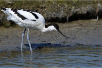 TEXEL HOLLANDE 17-05-27 03365   Photos ACG 2017