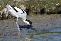 TEXEL HOLLANDE 17-05-27 03380   Photos ACG 2017