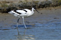 TEXEL HOLLANDE 17-05-27 03389   Photos ACG 2017