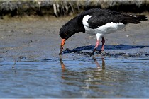 TEXEL HOLLANDE 17-05-27 03410   Photos ACG 2017