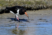 TEXEL HOLLANDE 17-05-27 03416   Photos ACG 2017