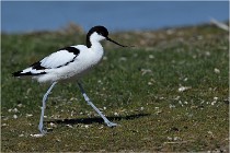 TEXEL HOLLANDE 17-05-27 03432   Photos ACG 2017