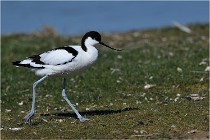 TEXEL HOLLANDE 17-05-27 03433   Photos ACG 2017