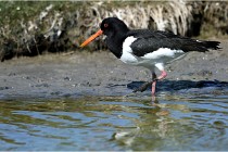 TEXEL HOLLANDE 17-05-27 03435   Photos ACG 2017