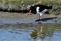 TEXEL HOLLANDE 17-05-27 03440   Photos ACG 2017
